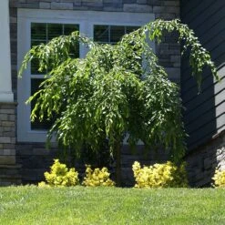 Weeping Extraordinaire™ Cherry Tree -Brighter Blooms Sales Weeping Extraordinaire Cherry 4