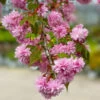 Weeping Extraordinaire™ Cherry Tree -Brighter Blooms Sales Weeping Extraordinaire Cherry BB 600x600 a3cbb36c 0401 4e83 b07d 1c0829dbde0d