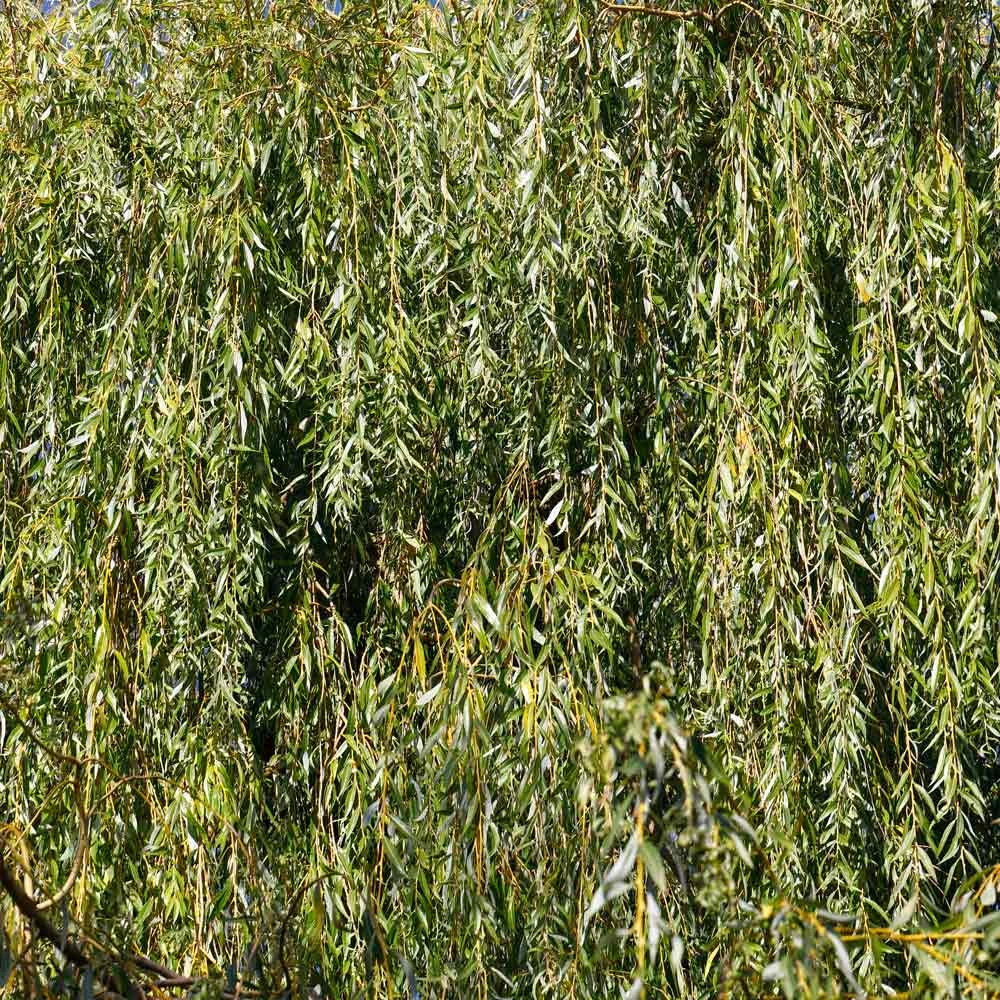 Weeping Willow Tree 7 Weeping Willow Tree - Image 5