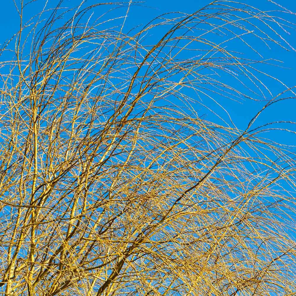 Weeping Willow Tree 8 Weeping Willow Tree - Image 6