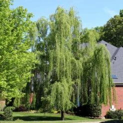 Weeping Willow Tree 10 Weeping Willow Tree -Brighter Blooms Sales Weeping Willow 3 BB