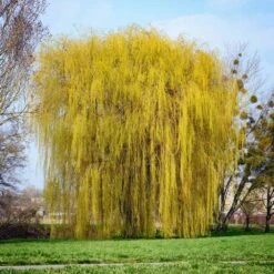 Weeping Willow Tree 11 Weeping Willow Tree -Brighter Blooms Sales Weeping Willow 8 BB