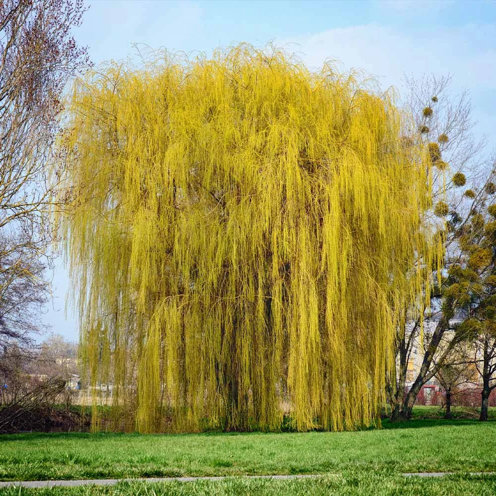 Weeping Willow Tree 6 Weeping Willow Tree - Image 4