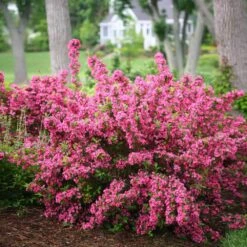 New Products -Brighter Blooms Sales Weigela Sonic Bloom Pink 1 BB