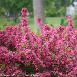 Sonic Bloom® Weigela Shrub -Brighter Blooms Sales Weigela Sonic Bloom Pink 2 BB