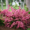 Sonic Bloom® Weigela Shrub -Brighter Blooms Sales Weigela Sonic Bloom Pink BB 600x600 8255e385 5866 4626 ba11 2e71a4f3c914