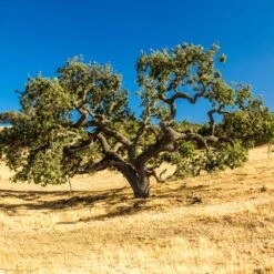 West Coast Live Oak Tree -Brighter Blooms Sales West Coast Live Oak 2