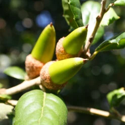 West Coast Live Oak Tree -Brighter Blooms Sales West Coast Live Oak 3