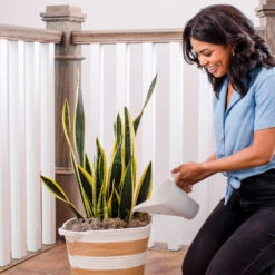 Air-Purifying House Plant Kit -Brighter Blooms Sales Whie Watering Can 2 d72dfd09 8e02 4f68 aa63 3cf85e0b5834