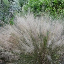 White Cloud Muhly Grass -Brighter Blooms Sales White Cloud Muhly Grass 1 BB
