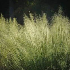 White Cloud Muhly Grass -Brighter Blooms Sales White Cloud Muhly Grass 2 BB
