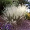 White Cloud Muhly Grass 2 White Cloud Muhly Grass -Brighter Blooms Sales White Cloud Muhly Grass BB 600x600 520192ed b0aa 4b85 8fa6 aef07000fab1