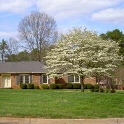 White Dogwood Tree -Brighter Blooms Sales White Dogwood 11 BB