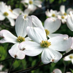White Dogwood Tree -Brighter Blooms Sales White Dogwood 20 BB