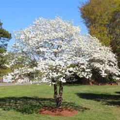 White Dogwood Tree -Brighter Blooms Sales White Dogwood 3 BB