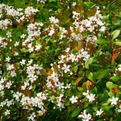 Snow White Indian Hawthorn Shrub -Brighter Blooms Sales White Indian Hawthorn 1