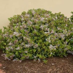 New Products -Brighter Blooms Sales White Indian Hawthorn 3