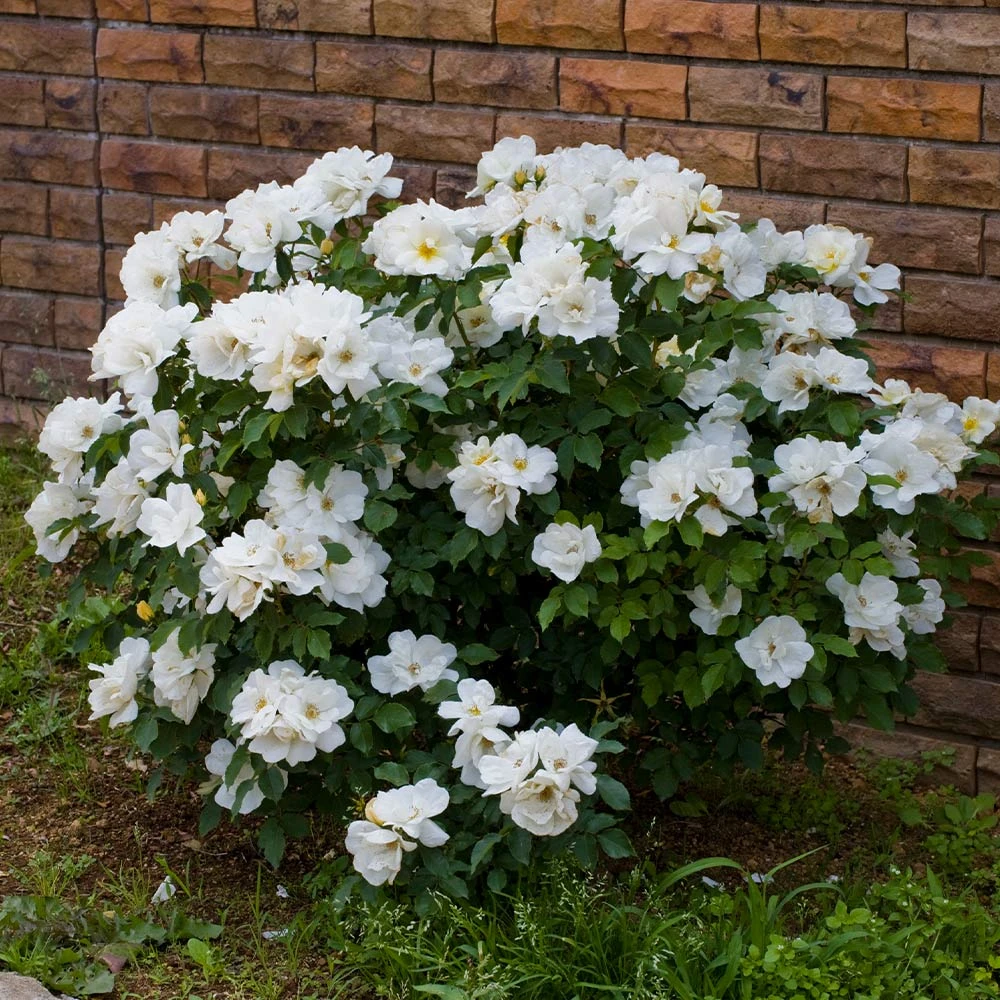 White Knock Out® Rose 6 White Knock Out® Rose - Image 4