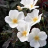 White Knock Out® Rose -Brighter Blooms Sales White Knockout Rose BB 600x600 a1a76263 0f33 4b45 b1d7 7e95365d5362