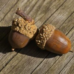 White Oak Tree -Brighter Blooms Sales White Oak 3 BB