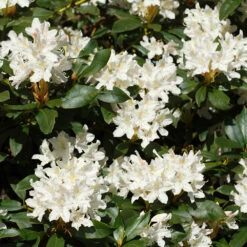 White Rhododendron Shrub -Brighter Blooms Sales White Rhododendron 2 FGT