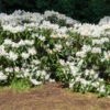 White Rhododendron Shrub 1 White Rhododendron Shrub -Brighter Blooms Sales White Rhododendron BB 600x600 3c123a0c dc82 4cc3 ab5f fc921bdbcdee