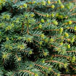 White Spruce Tree -Brighter Blooms Sales White Spruce Tree 3 BB