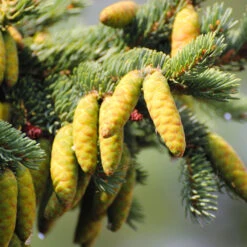 White Spruce Tree -Brighter Blooms Sales White Spruce Tree 4