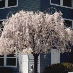 White Weeping Cherry Tree -Brighter Blooms Sales White Weeping Cherry 6