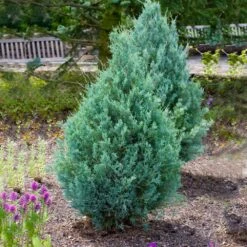 Wichita Blue Juniper Tree -Brighter Blooms Sales Wichita Blue Juniper 4