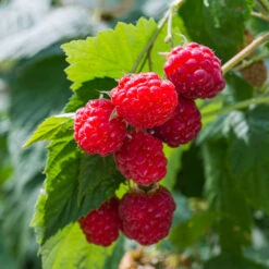 Willamette Red Raspberry Bush