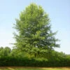 Willow Oak Tree -Brighter Blooms Sales Willow Oak BB 600x600 79976757 ffbc 4918 af08 e7350cca053c