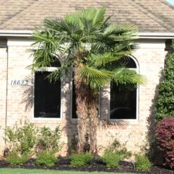 Windmill Palm Tree 11 Windmill Palm Tree -Brighter Blooms Sales Windmill Palm 12