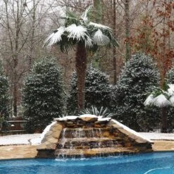 Windmill Palm Tree 12 Windmill Palm Tree -Brighter Blooms Sales Windmill Palm 4 BB