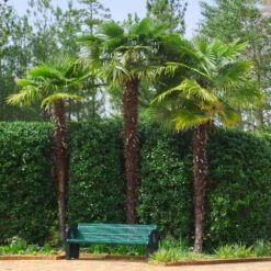 Windmill Palm Tree 13 Windmill Palm Tree -Brighter Blooms Sales Windmill Palm 9