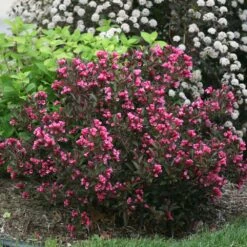 Cool-Climate Privacy Kit -Brighter Blooms Sales Wine and Roses Weigela 1 BB 6a0d641d 6a55 4e53 9dc5 97d96ea74bd6