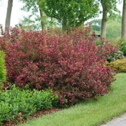 Wine & Roses® Weigela Shrub 9 Wine & Roses® Weigela Shrub -Brighter Blooms Sales Wine and Roses Weigela 2 BB