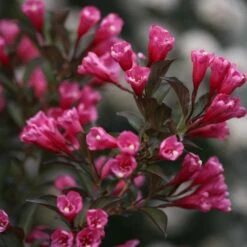 Wine & Roses® Weigela Shrub 10 Wine & Roses® Weigela Shrub -Brighter Blooms Sales Wine and Roses Weigela 3 FGT