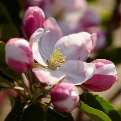 Winesap Apple Tree 7 Winesap Apple Tree -Brighter Blooms Sales Winesap Apples 3