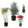 Cold-Hardy Winter Interest Kit 1 Cold-Hardy Winter Interest Kit -Brighter Blooms Sales Winter Evergreens 600x600 57cc4440 870f 453d 9ab3 737696cac56c