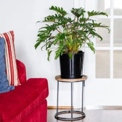 Xanadu Philodendron (Winterbourn) Plant 12 Xanadu Philodendron (Winterbourn) Plant -Brighter Blooms Sales Xanadu Winterbourn10