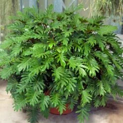 Xanadu Philodendron (Winterbourn) Plant 13 Xanadu Philodendron (Winterbourn) Plant -Brighter Blooms Sales Xanadu Winterbourn2