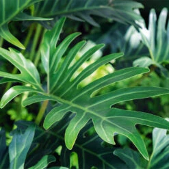 Xanadu Philodendron (Winterbourn) Plant 14 Xanadu Philodendron (Winterbourn) Plant -Brighter Blooms Sales Xanadu Winterbourn3