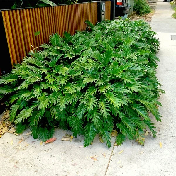 Xanadu Philodendron (Winterbourn) Plant 3 Xanadu Philodendron (Winterbourn) Plant