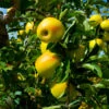 Golden Delicious Apple Tree -Brighter Blooms Sales Yellow Delicious Apples BB 600x600 ffd8ef42 6027 4e47 ae51 699562233645