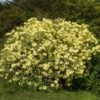 Yellow Rhododendron Shrub 1 Yellow Rhododendron Shrub -Brighter Blooms Sales Yellow Rhododendron BB 600x600 e8119591 8323 4fc9 8292 02de3bcbd286