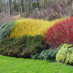 Yellow Twig Dogwood Shrub -Brighter Blooms Sales Yellow Twig Dogwood 1