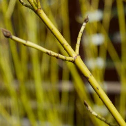Yellow Twig Dogwood Shrub -Brighter Blooms Sales Yellow Twig Dogwood 5 BB