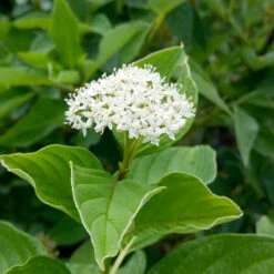Yellow Twig Dogwood Shrub -Brighter Blooms Sales Yellow Twig Dogwood 7 BB