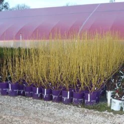 Yellow Twig Dogwood Shrub -Brighter Blooms Sales Yellow Twig Dogwood 8